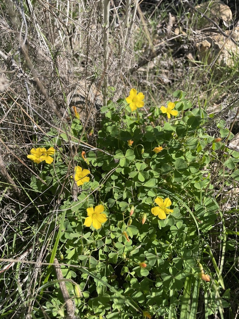 Oxalis californica photo 4