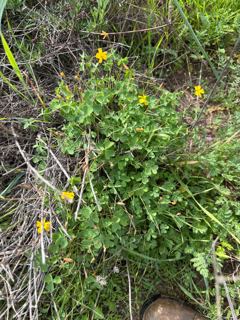 Oxalis californica photo 5