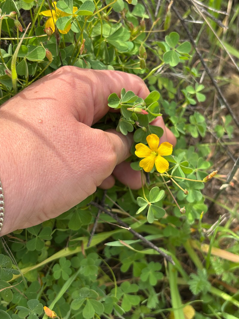 Oxalis californica photo 6