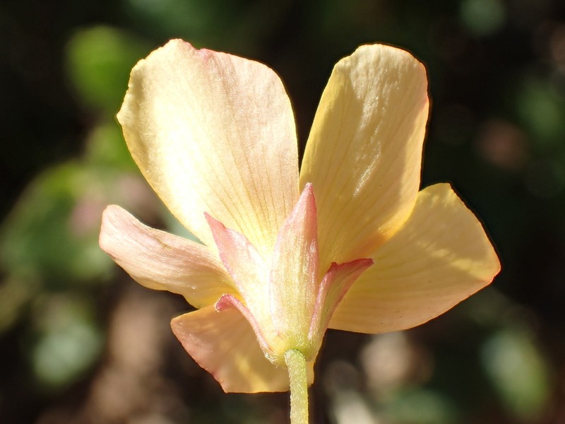 Oxalis californica photo 7