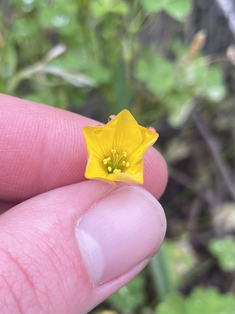 Oxalis californica photo 8