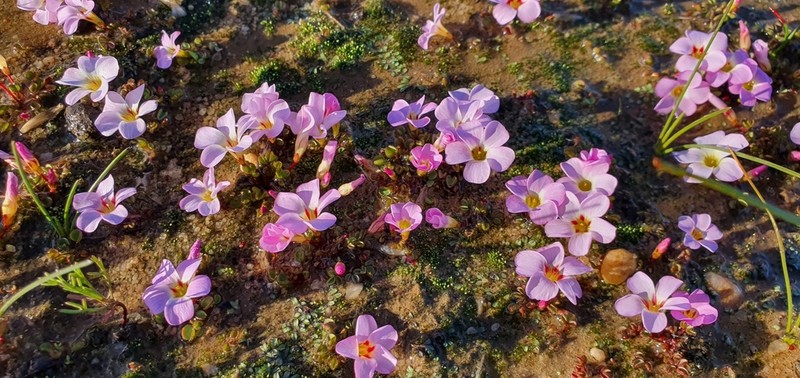 Oxalis callosa