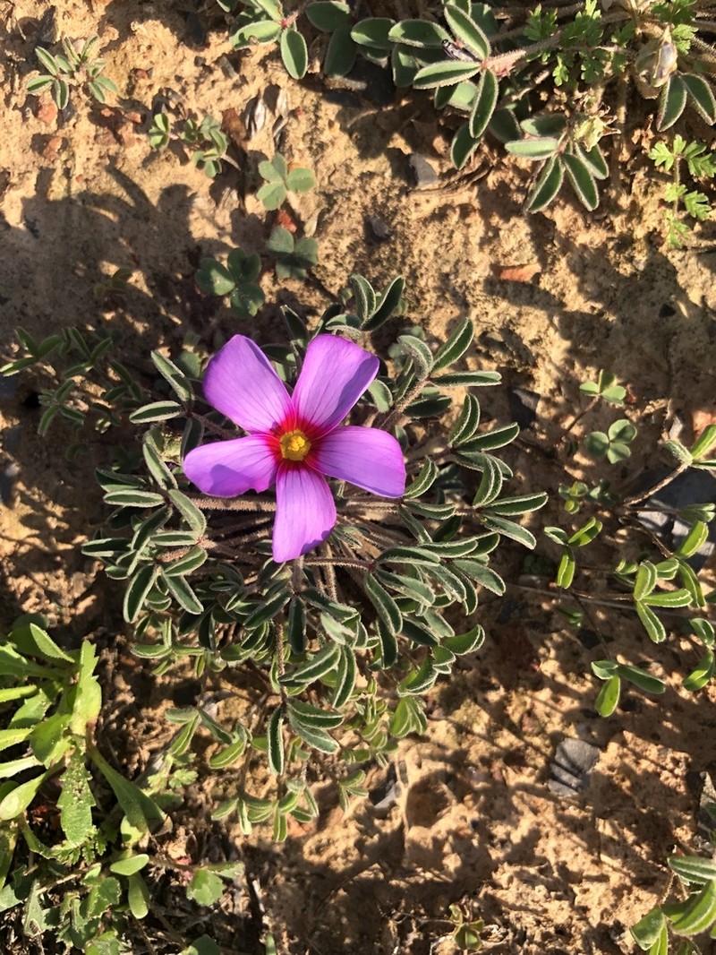 Oxalis callosa photo 2
