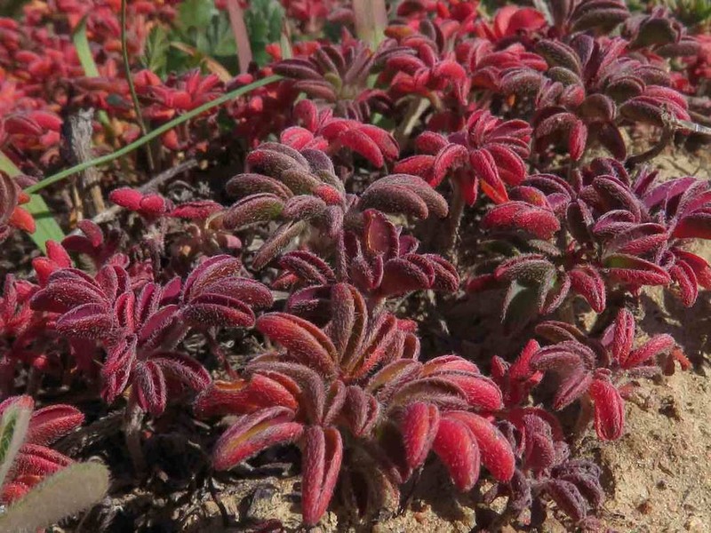 Oxalis callosa photo 3