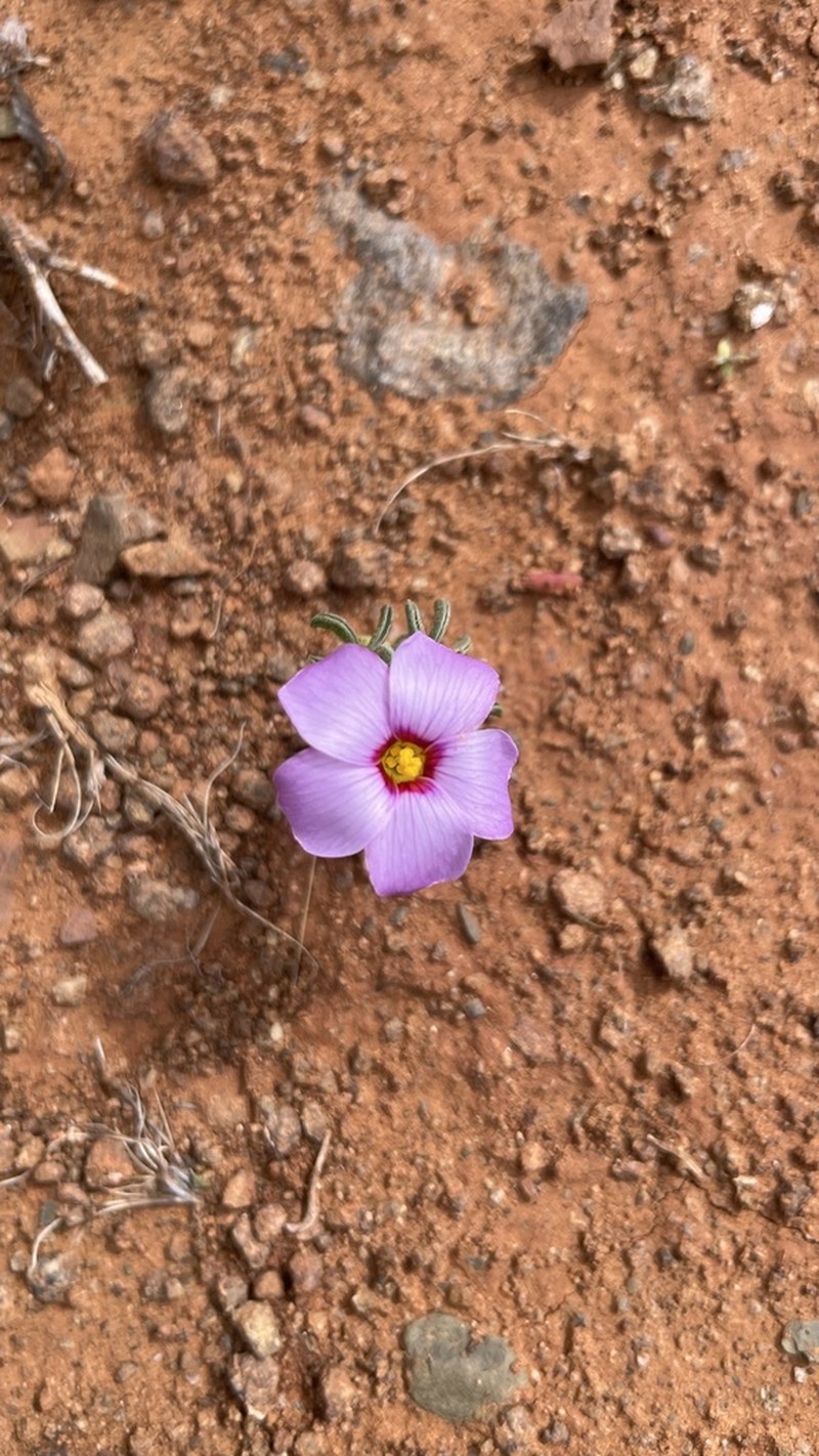Oxalis callosa photo 4