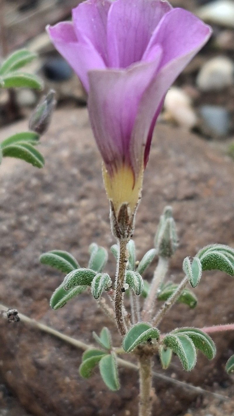 Oxalis callosa photo 5