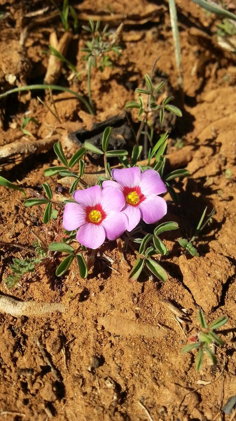 Oxalis callosa photo 6