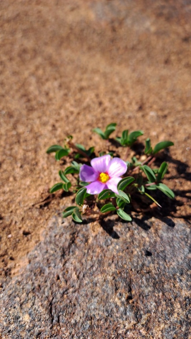 Oxalis callosa photo 7