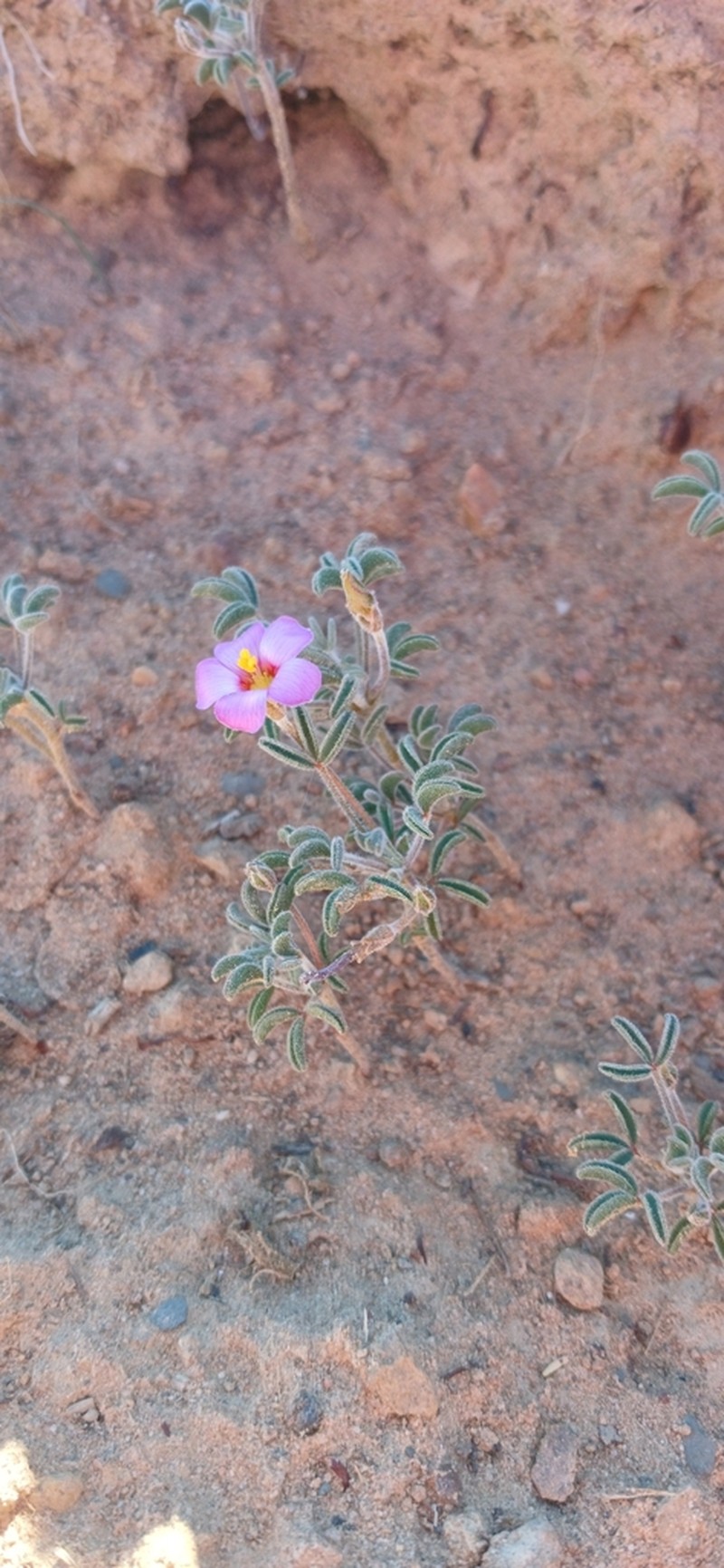 Oxalis callosa photo 8