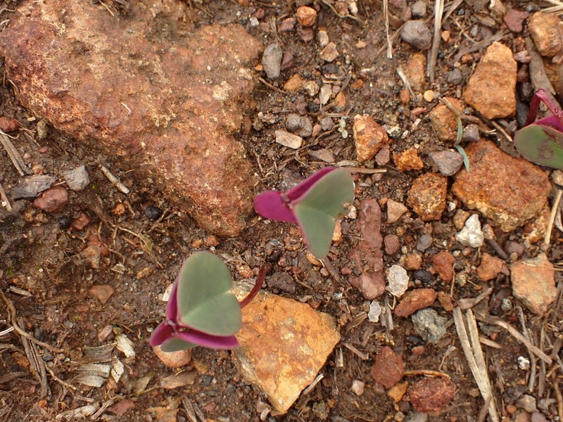 Oxalis calva photo 2