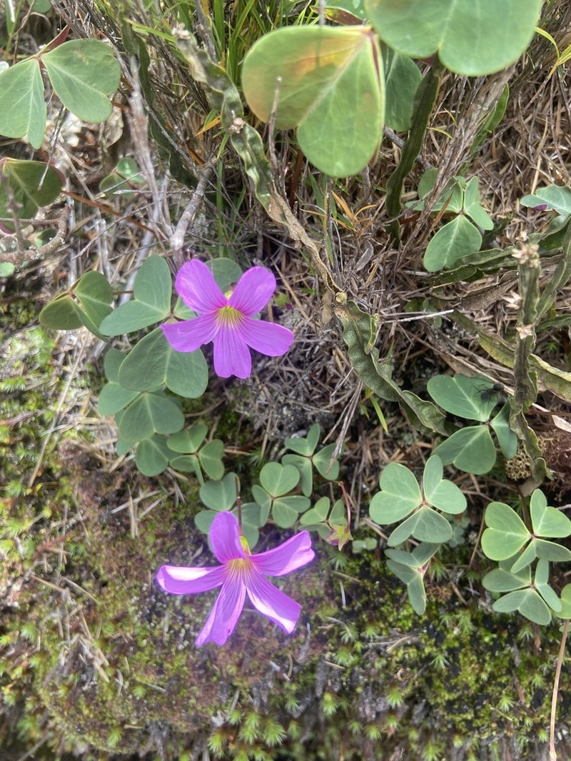 Oxalis calva photo 3