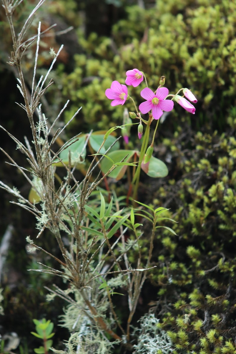 Oxalis calva photo 4