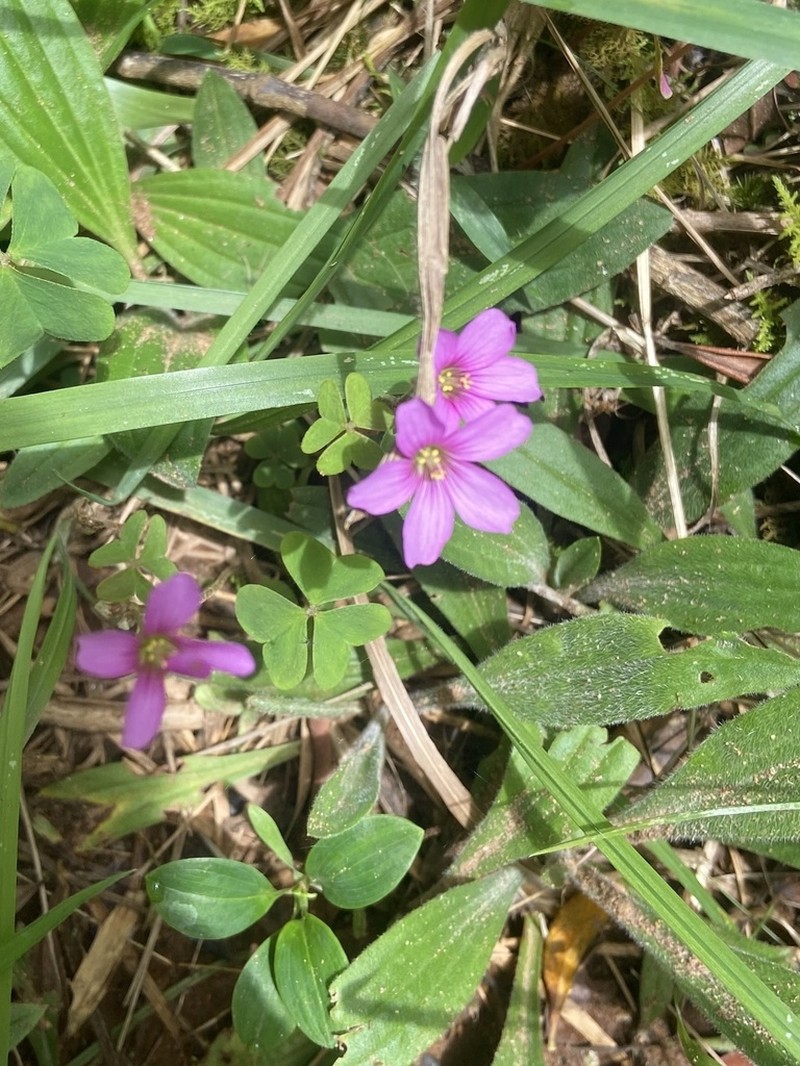Oxalis calva photo 5