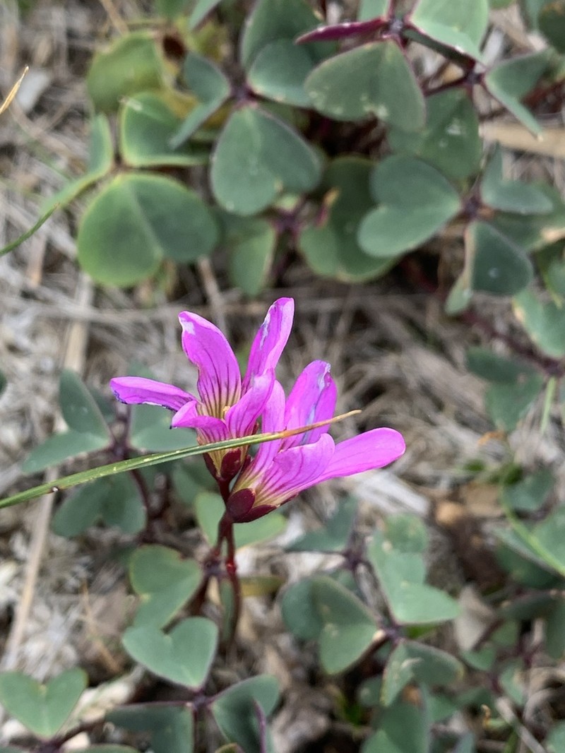 Oxalis calva photo 6
