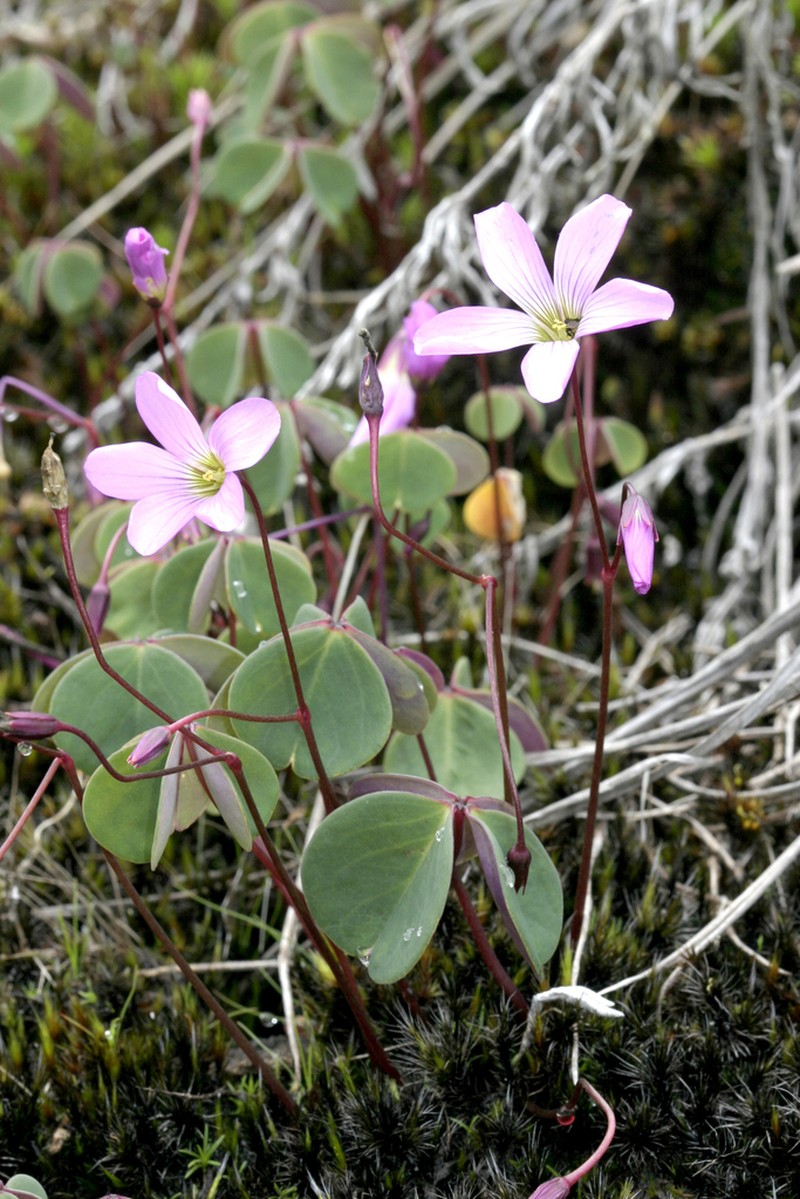 Oxalis calva photo 7