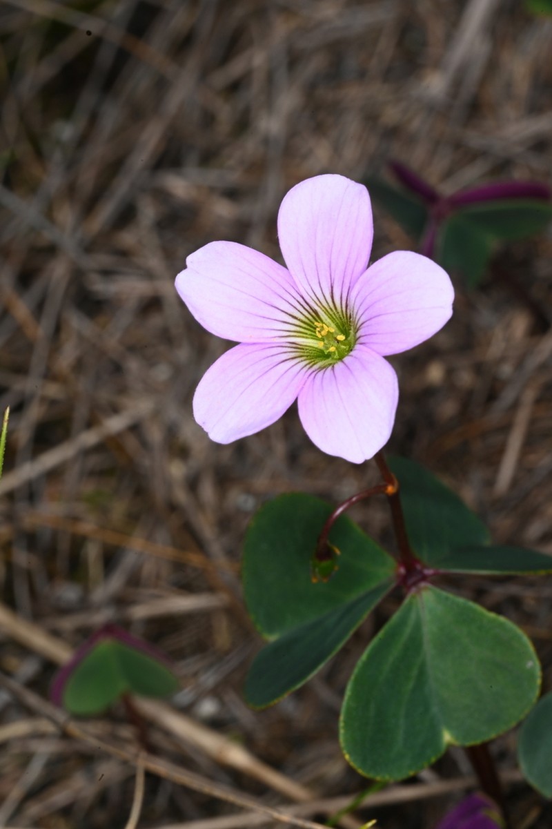 Oxalis calva photo 8