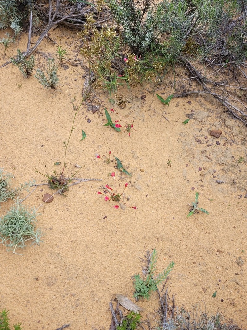 Oxalis camelopardalis