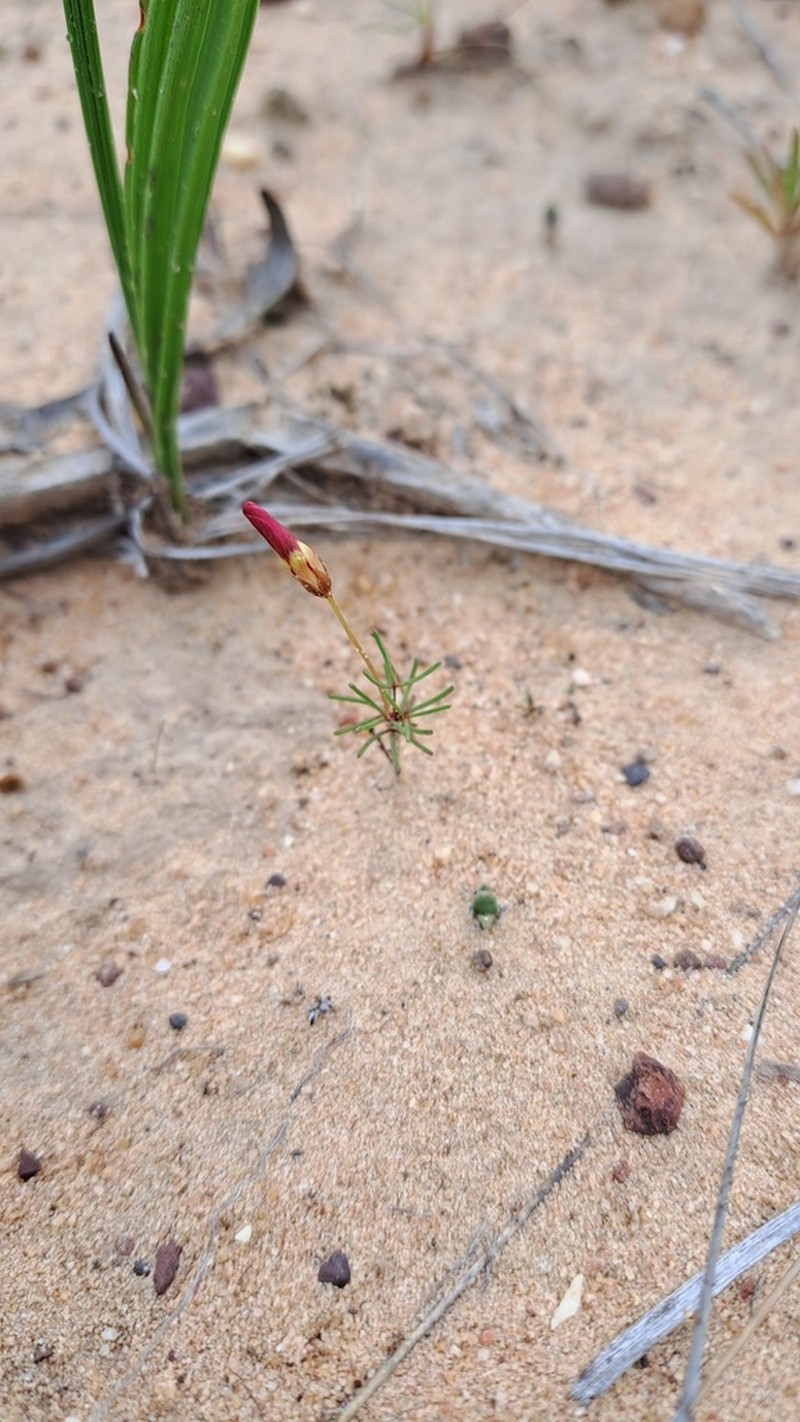 Oxalis camelopardalis photo 2