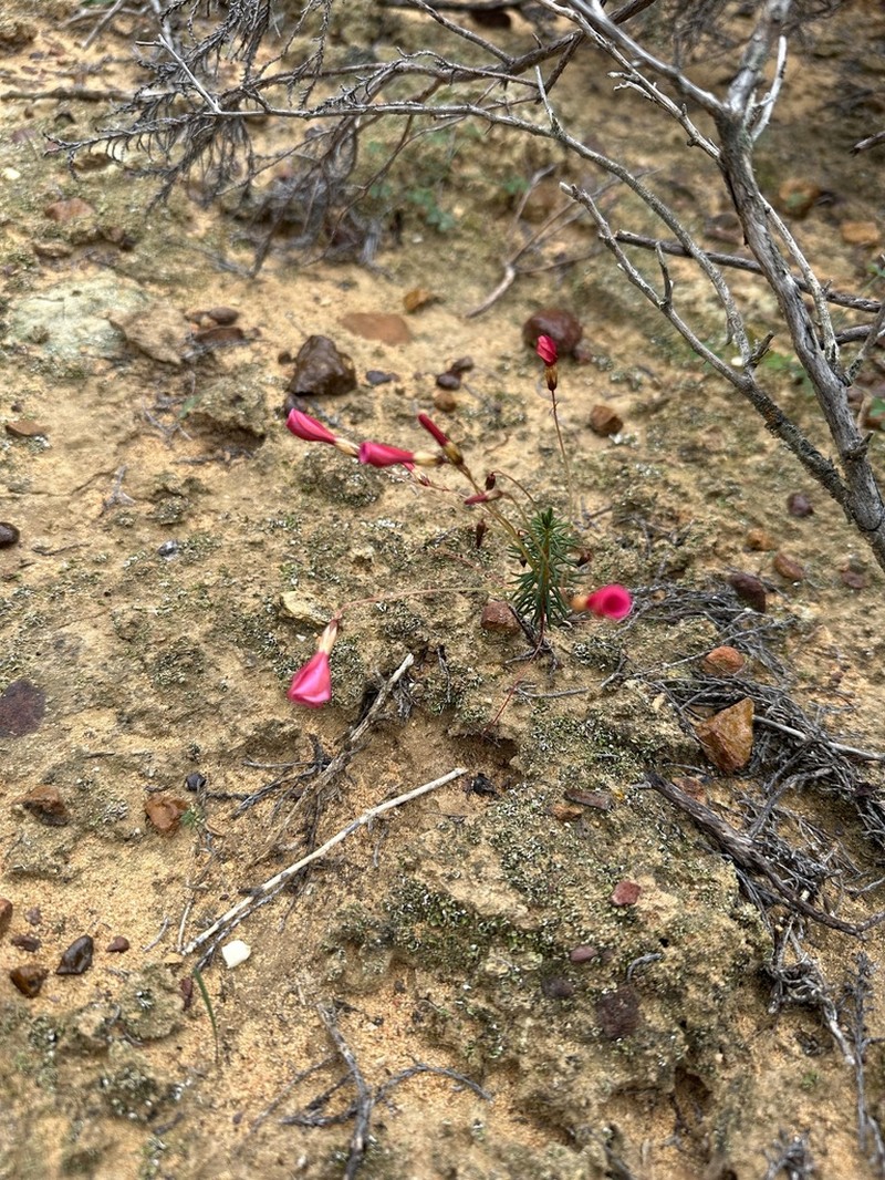 Oxalis camelopardalis photo 3