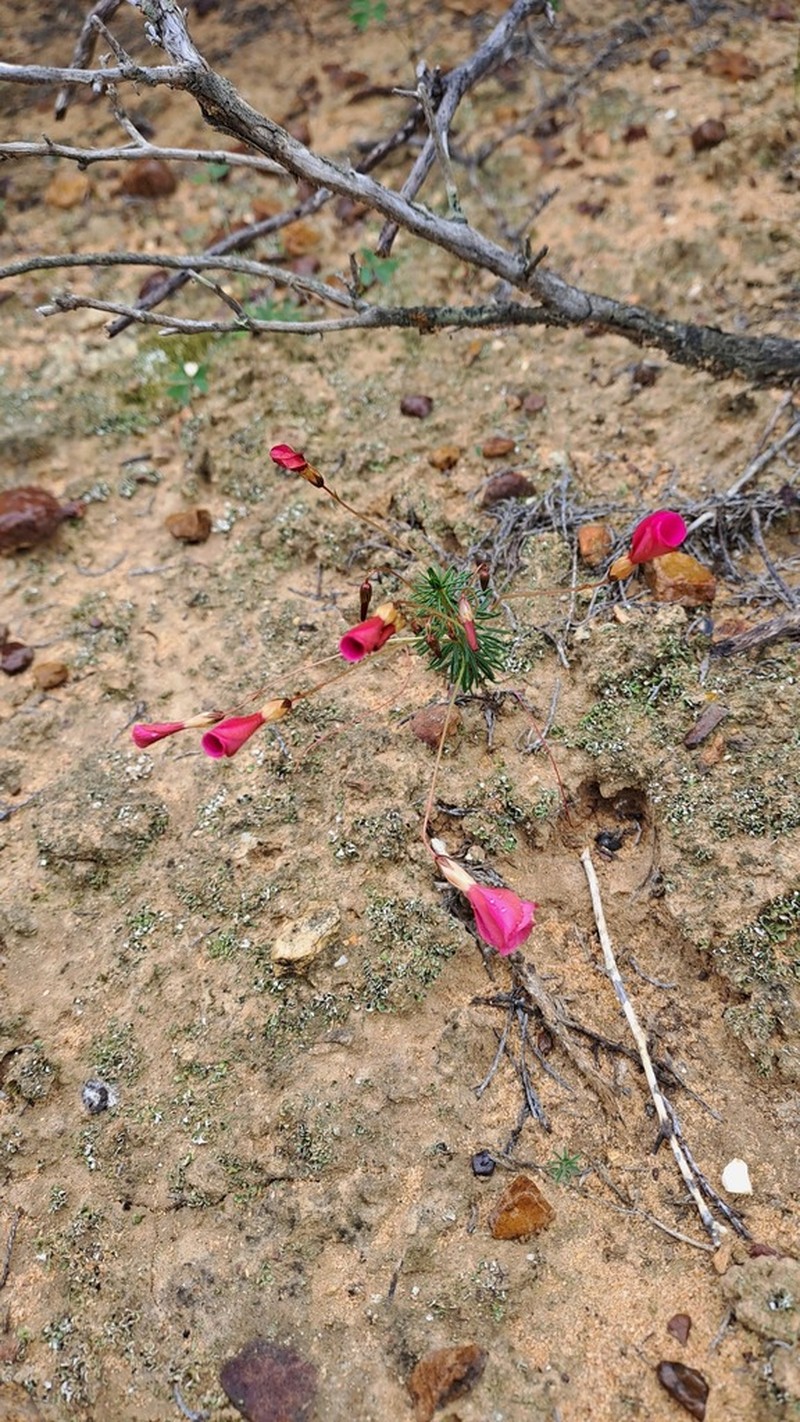 Oxalis camelopardalis photo 5