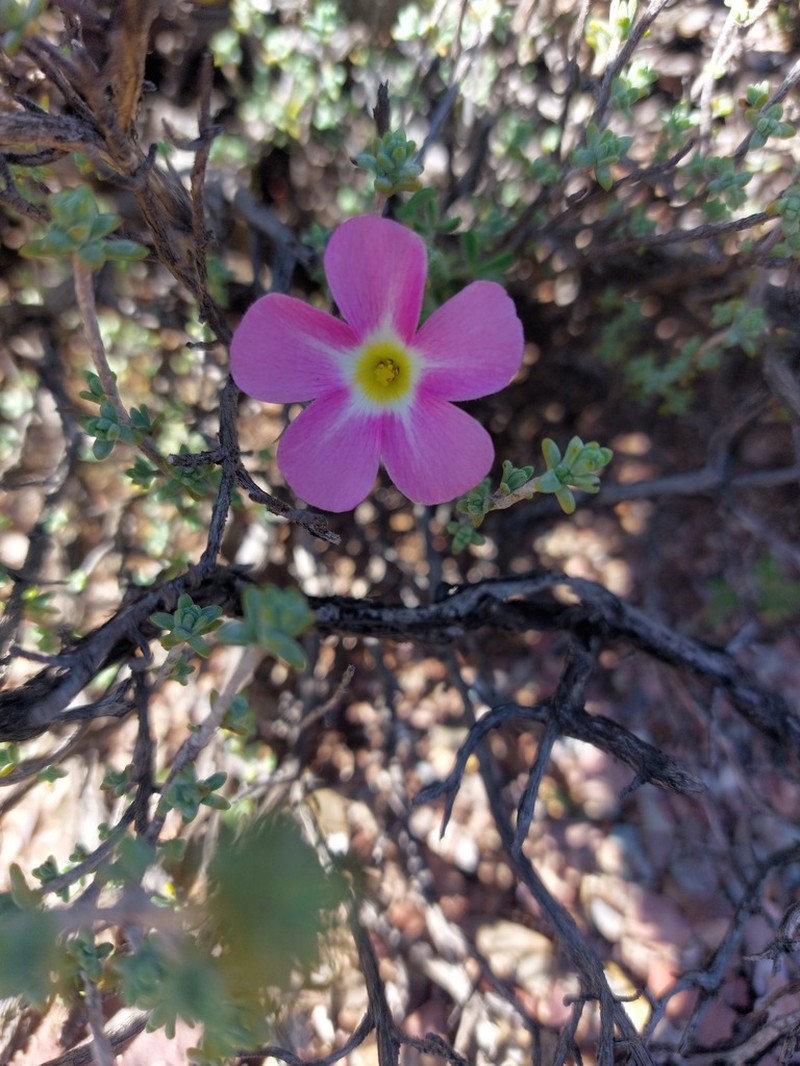 Oxalis campylorhiza