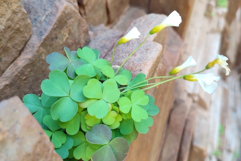 Oxalis campylorhiza photo 2