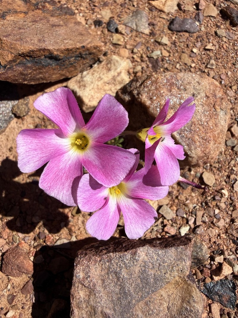 Oxalis campylorhiza photo 3