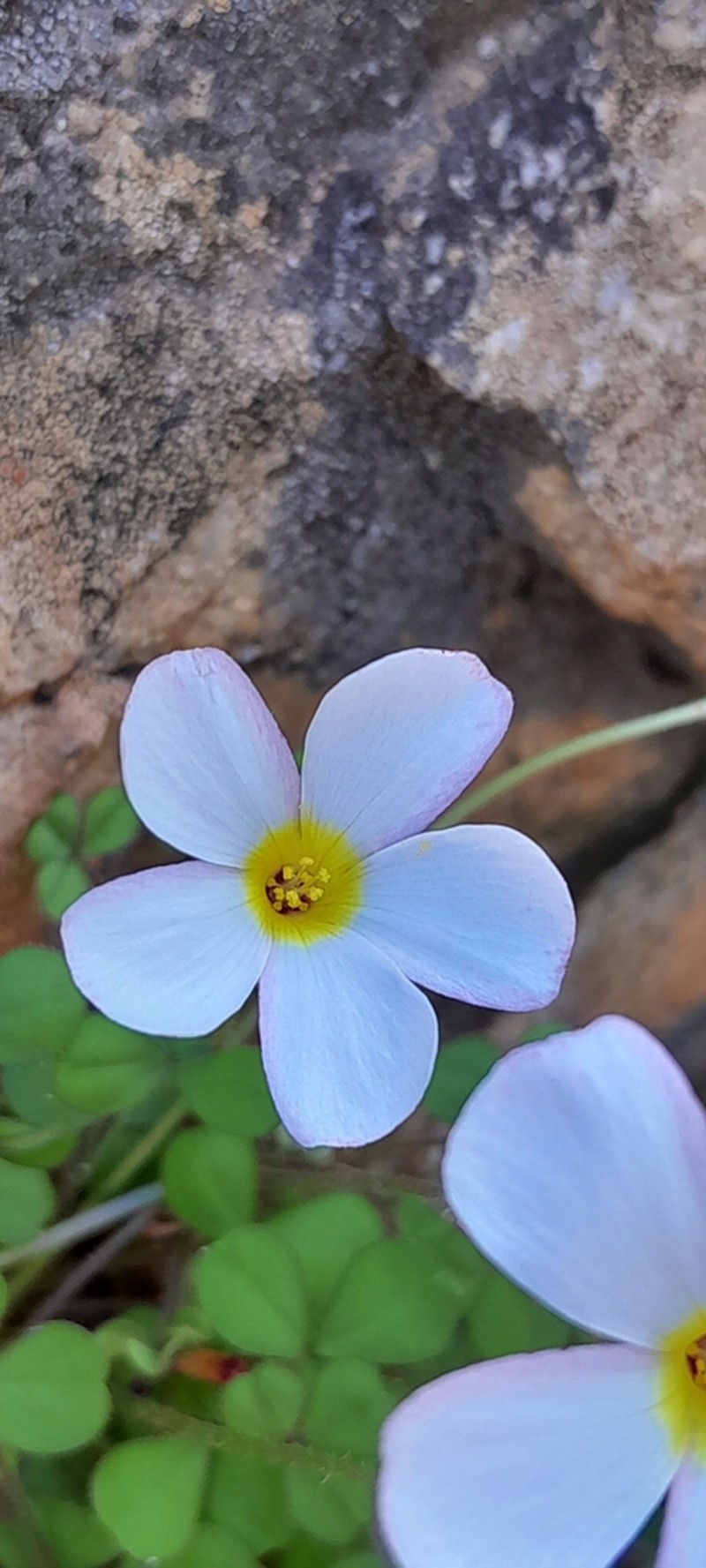 Oxalis campylorhiza photo 4