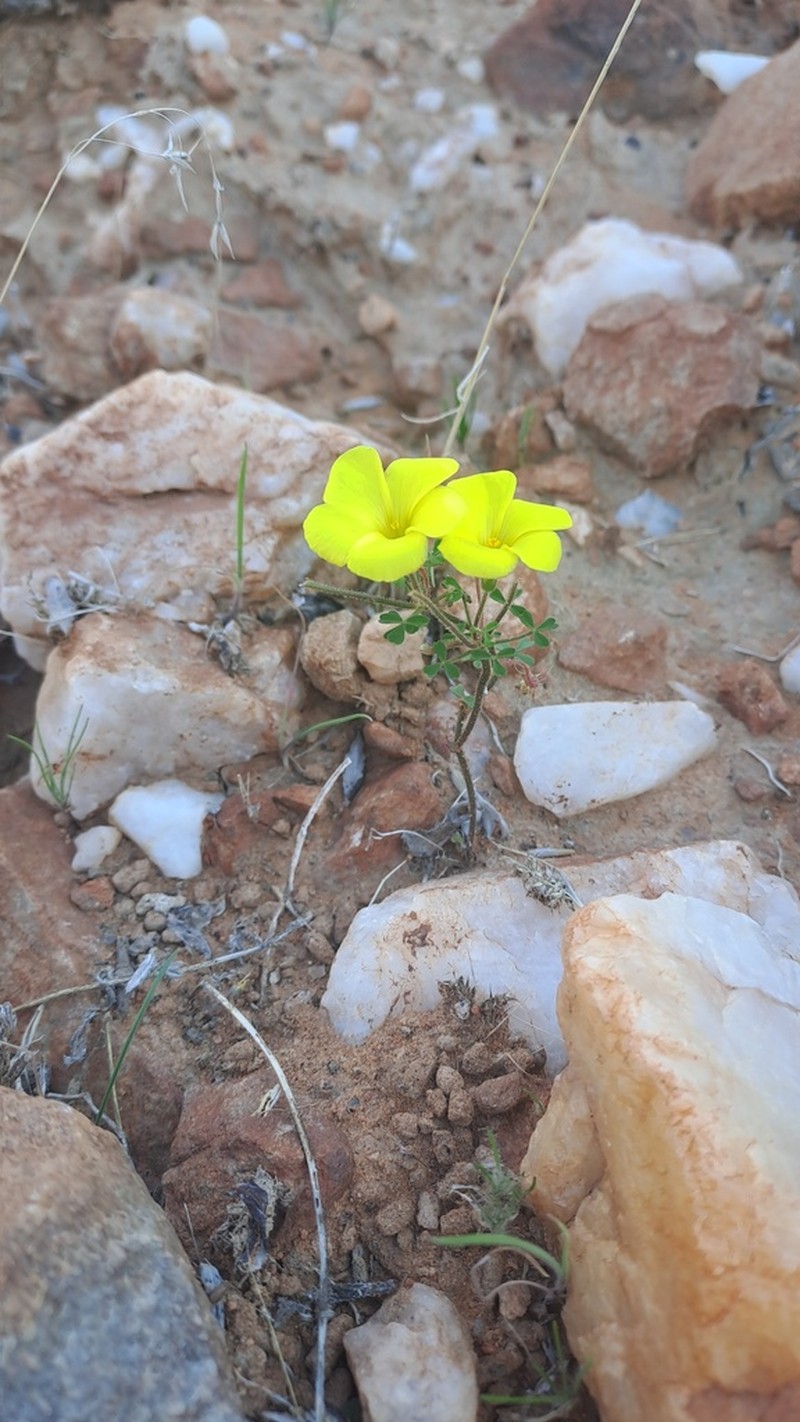 Oxalis campylorhiza photo 5