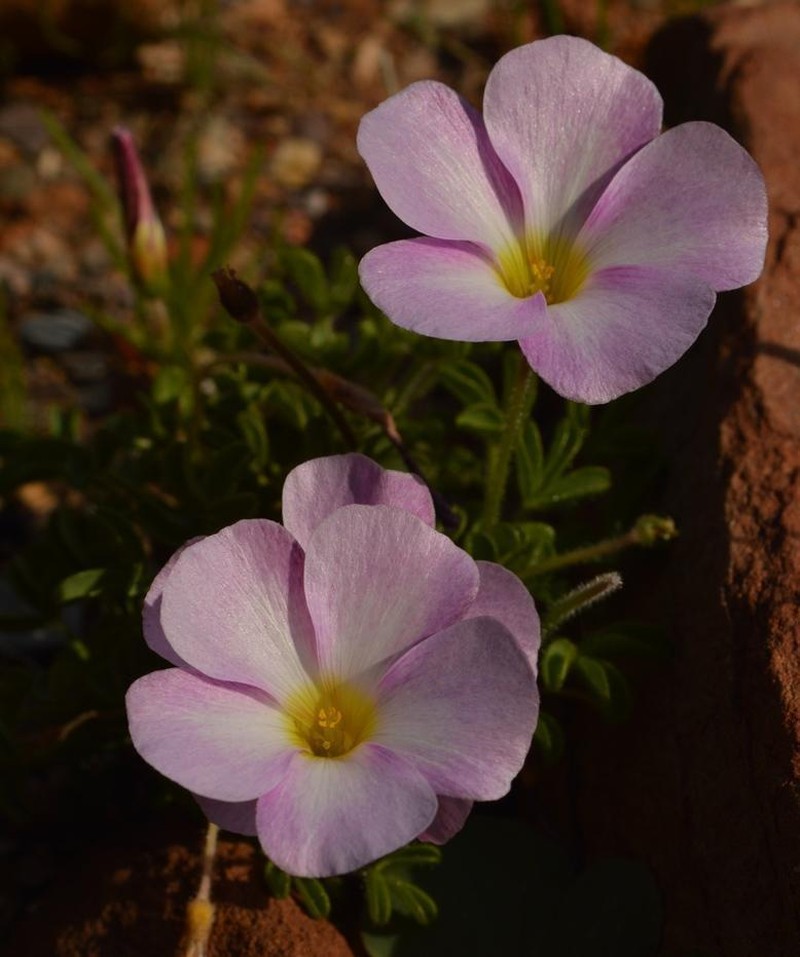 Oxalis campylorhiza photo 6