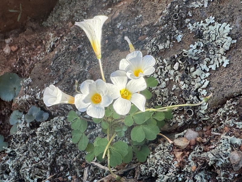 Oxalis campylorhiza photo 7