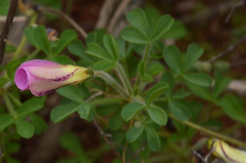 Oxalis campylorhiza photo 8