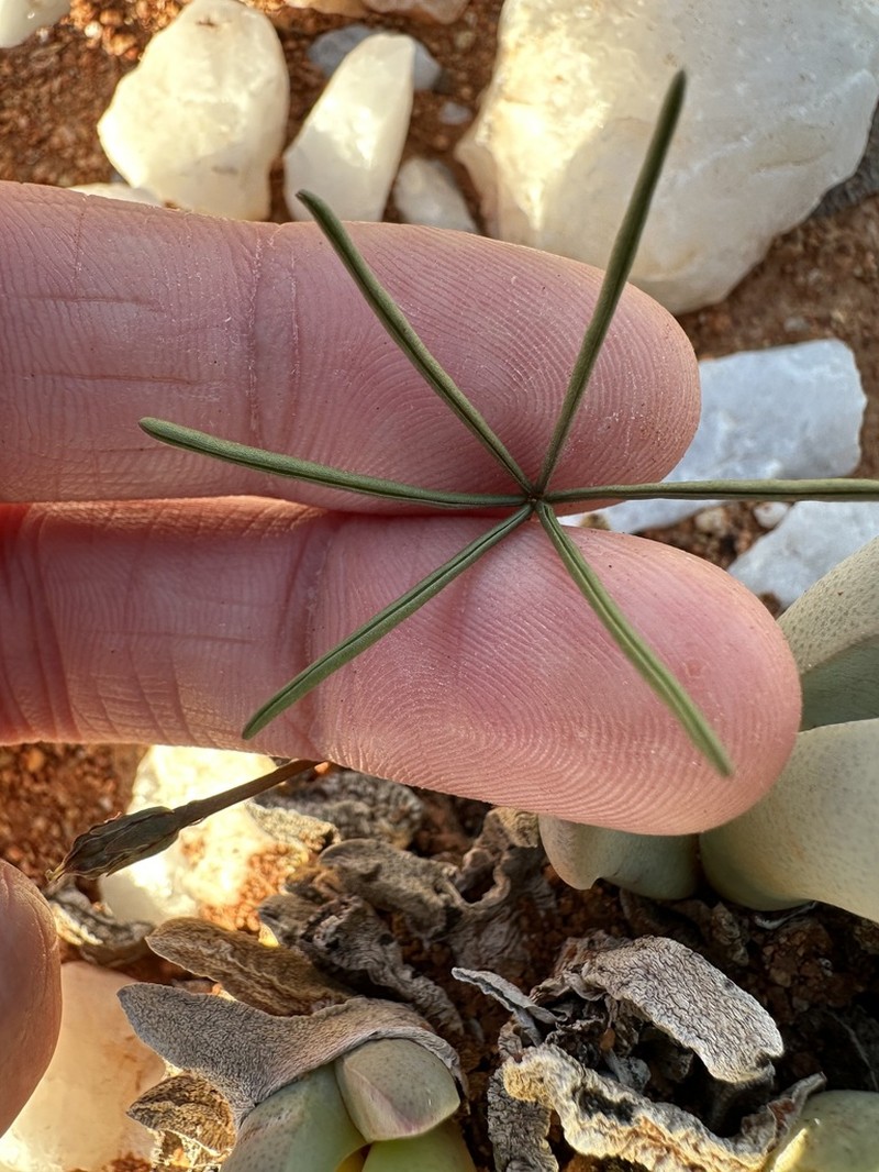 Oxalis canaliculata
