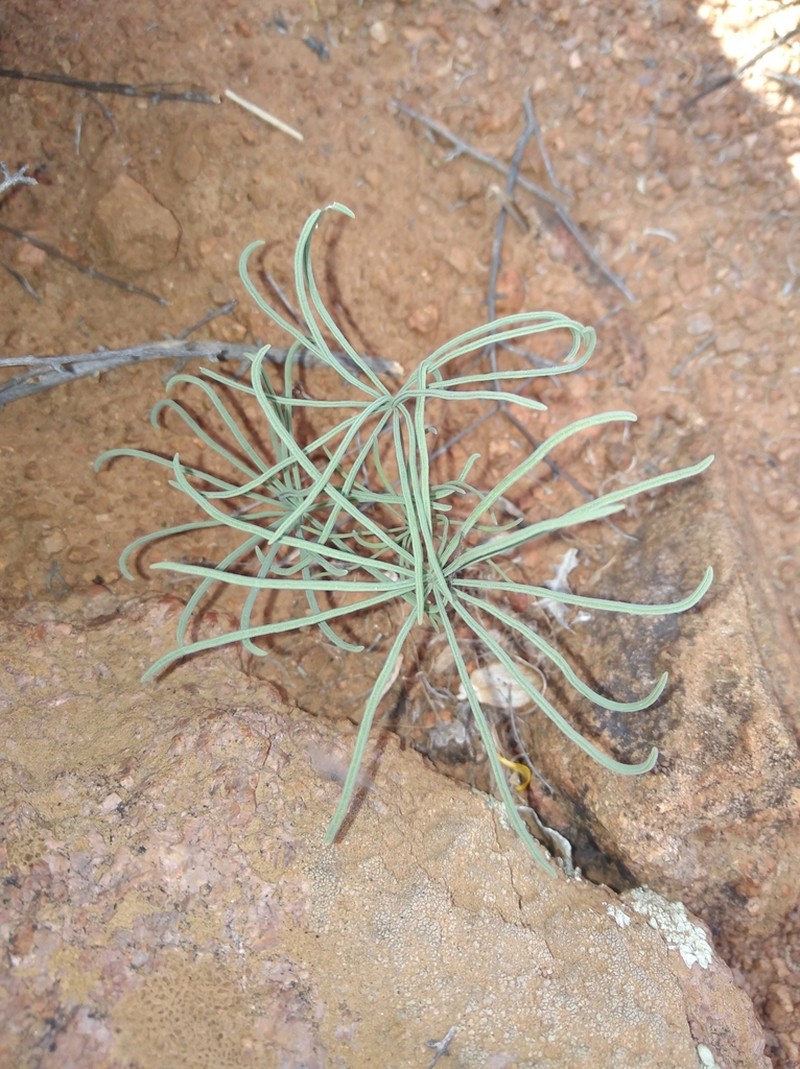 Oxalis canaliculata photo 2