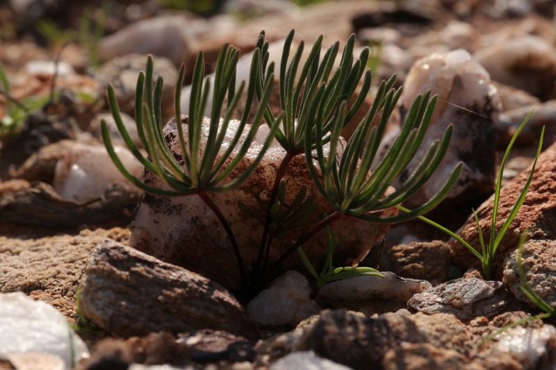 Oxalis canaliculata photo 3