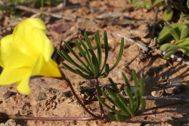 Oxalis canaliculata photo 4