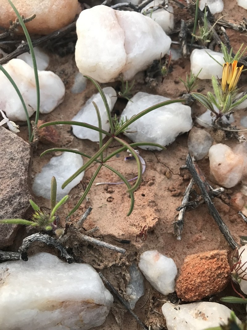 Oxalis canaliculata photo 6