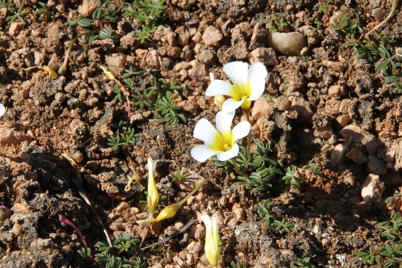 Oxalis canaliculata photo 7