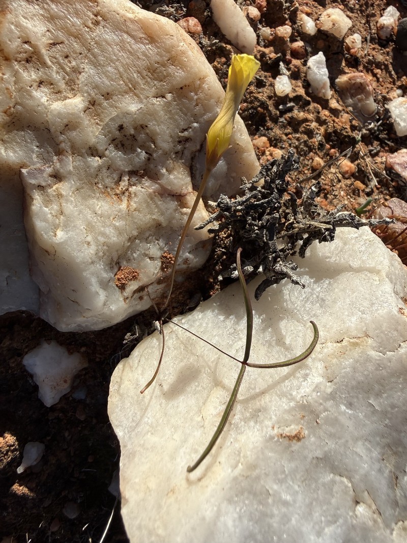 Oxalis canaliculata var. trifoliolata