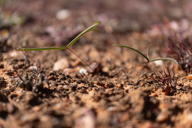 Oxalis canaliculata var. trifoliolata photo 2