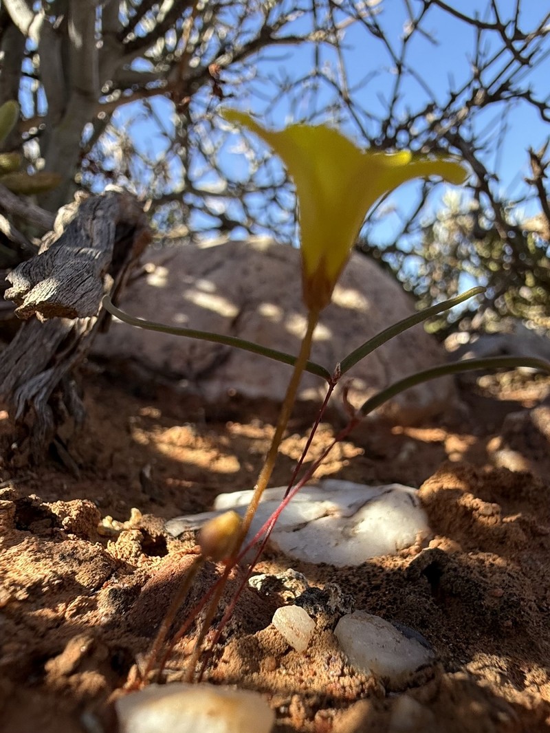 Oxalis canaliculata var. trifoliolata photo 3