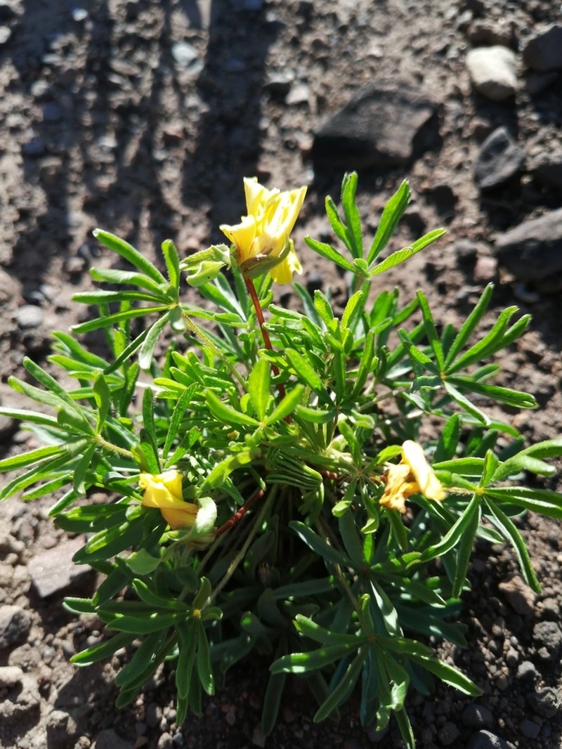 Oxalis capillacea