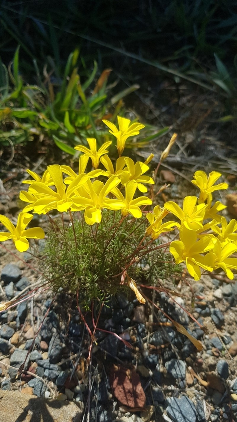 Oxalis capillacea photo 2