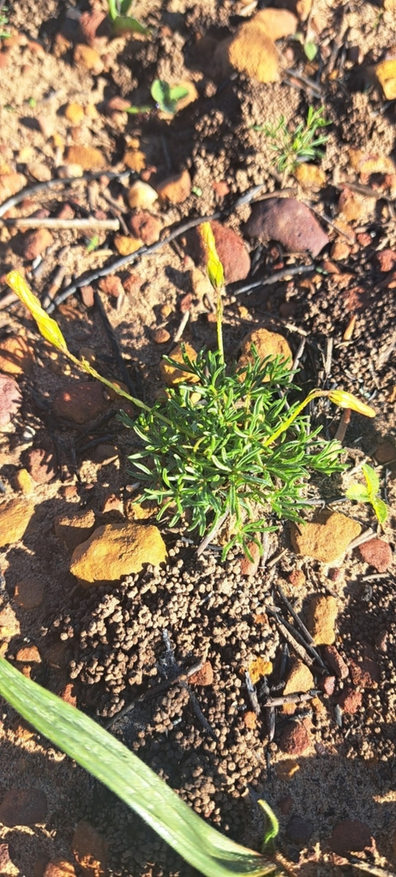 Oxalis capillacea photo 3