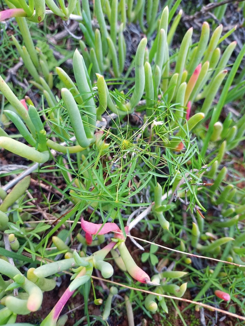 Oxalis capillacea photo 4