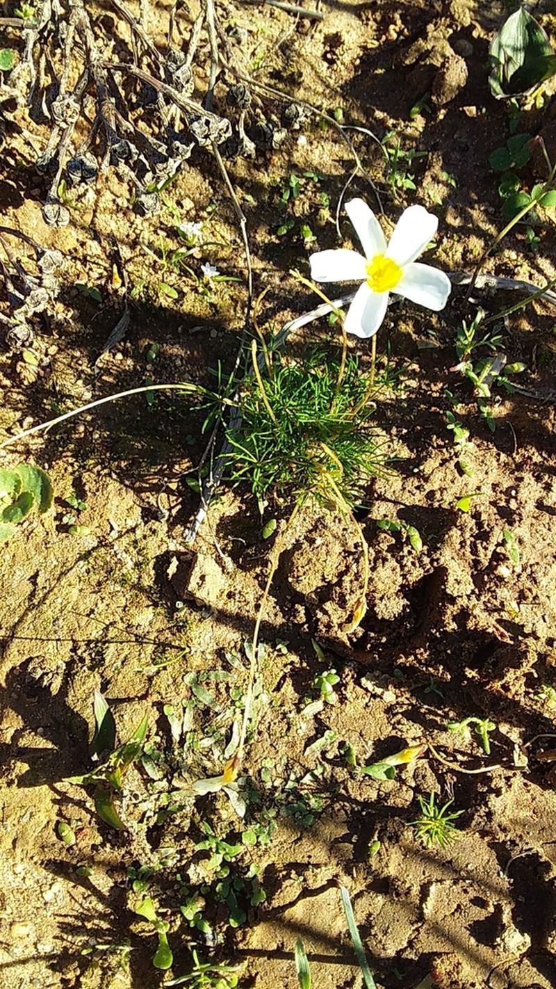 Oxalis capillacea photo 5