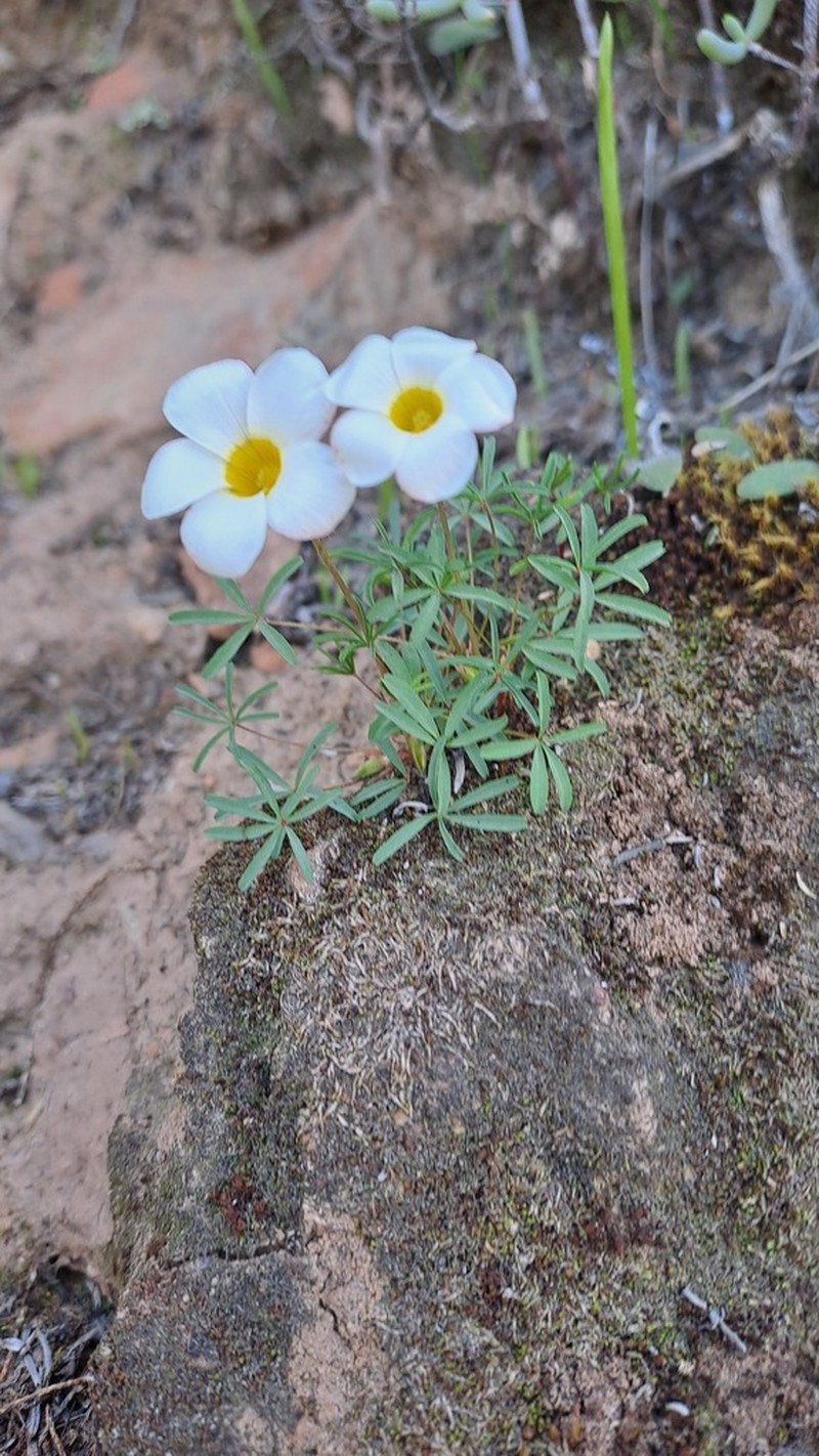 Oxalis capillacea photo 6