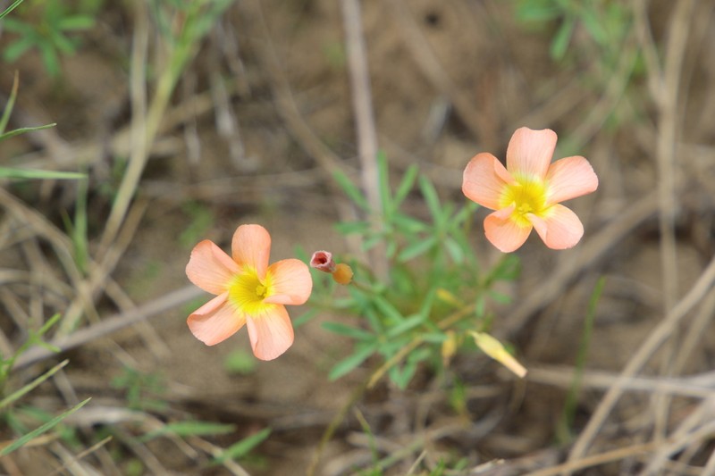 Oxalis capillacea photo 7