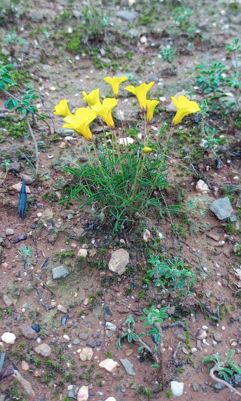 Oxalis capillacea photo 8