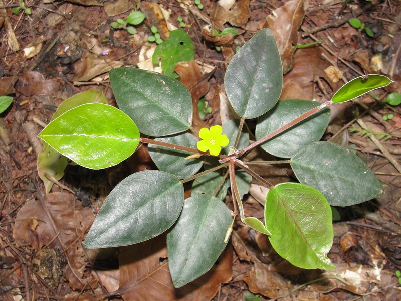 Oxalis capixaba